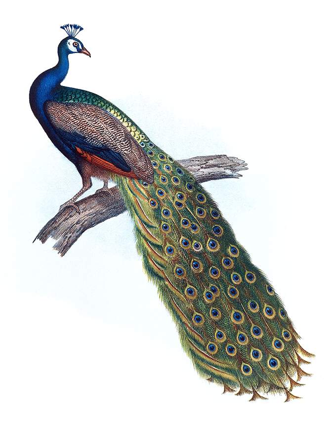 A peacock